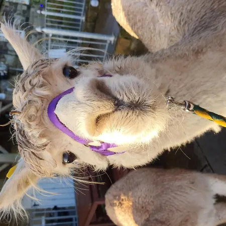 The Falcon 레이븐스카